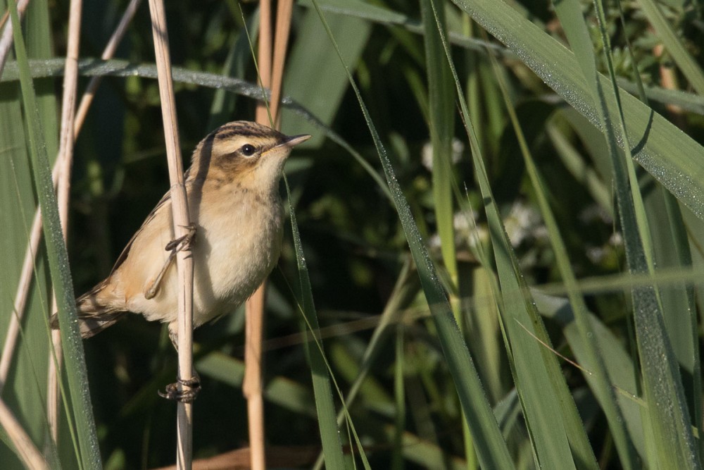 Phragmite des joncs