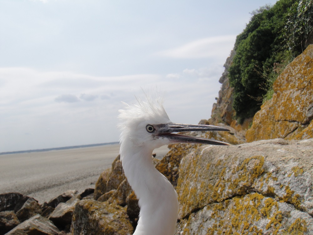 jeune aigrette garzette  Tombelaine.JPG