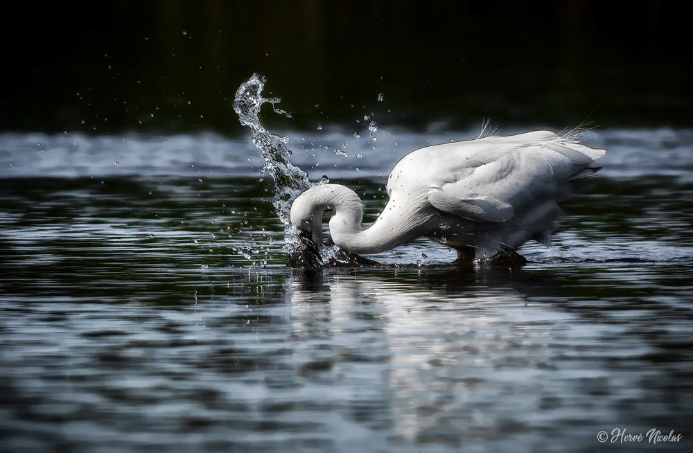 Aigette garzette à la pêche.jpg