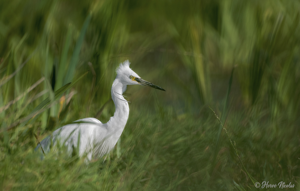 Aigrette garzette.jpg