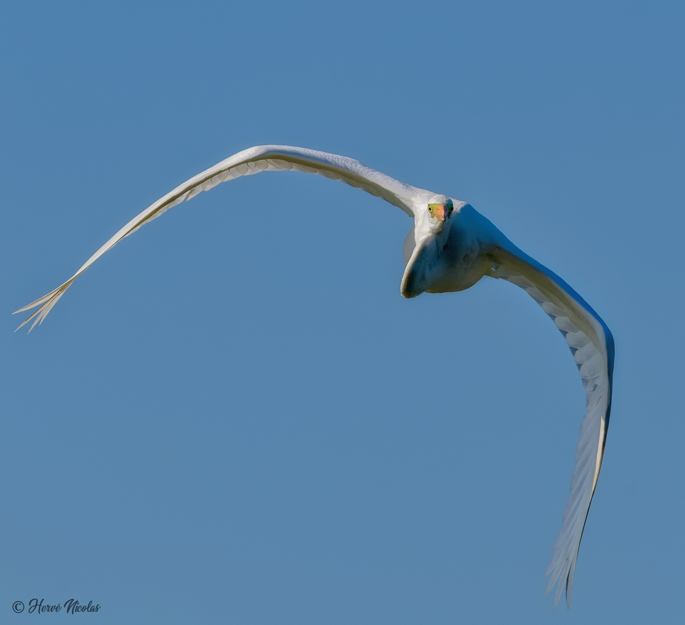 Grande aigrette.jpg