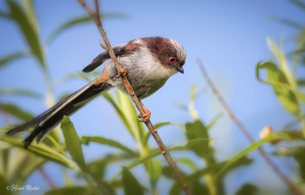 Mésange à longue queue (juvénile).jpg