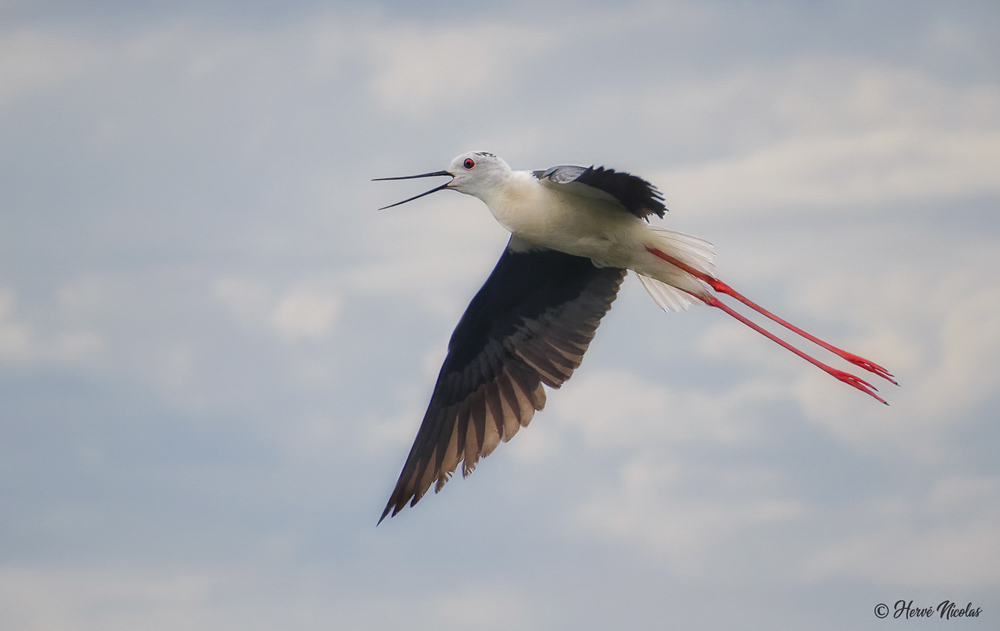 Echasse blanche in the sky.jpg