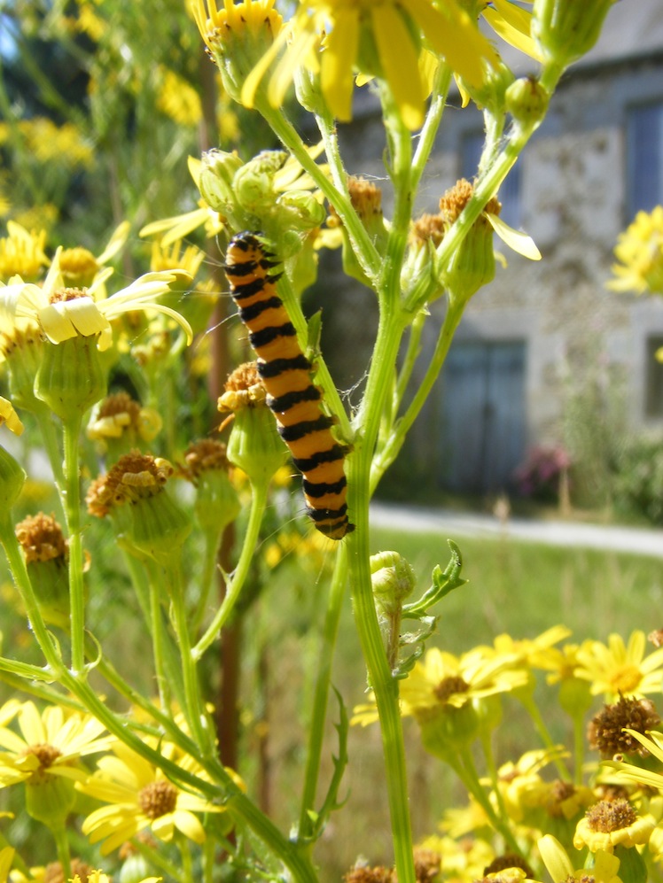 Une chenille toxique qui a tout intérêt à être visible de ses prédateurs (en plus jaune et noir, l'association des couleurs des guêpes!)