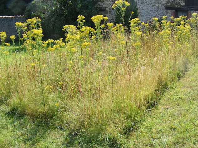 prairie à séneçon jacobée en juillet