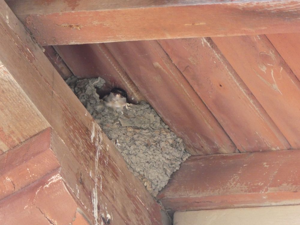 Une jeune hirondelle de fenêtre attend sa pitance. Les nids ont la particularité d'être &quot;posés&quot; sur les sablières. Il peut y en avoir deux collés l'un à l'autre. 12 nids sont encore actifs.