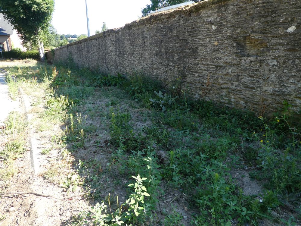 Le haras étant un espace ouvert au public, il existe des contraintes d'entretien difficilement contournables. Cependant, certaines zones un peu à l'écart comme ces pieds de mur ne sont pas entretenues.