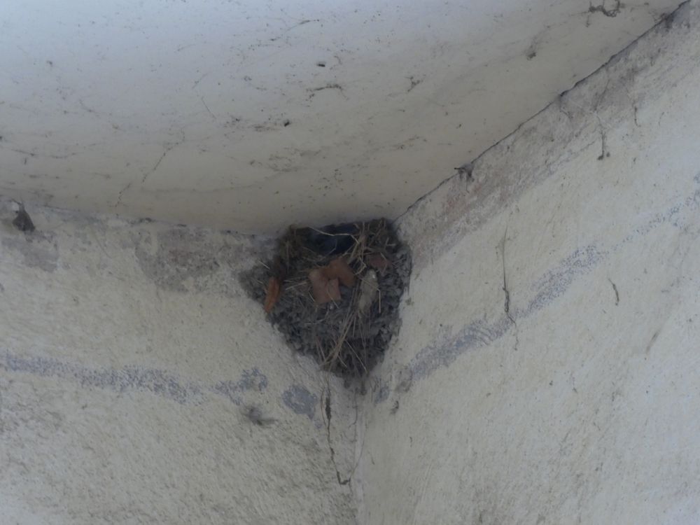 Paradoxalement, les hirondelles de cheminée nichent peu au haras. Pourtant ce ne sont pas les boxes qui manquent. Ce nid encore occupé  a été trouvé dans une petite annexe.