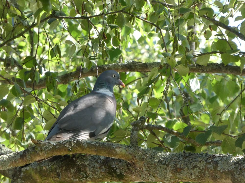 Ce placide pigeon se laisse photographier. Le haras est très boisé : cette espèce s'y porte très bien