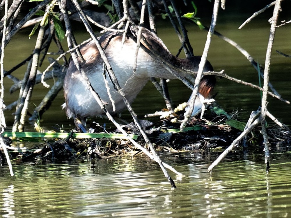 P7239488_DxO-001.jpg (349.41 Kio) Vu 17864 fois Pas d'oeufs visibles