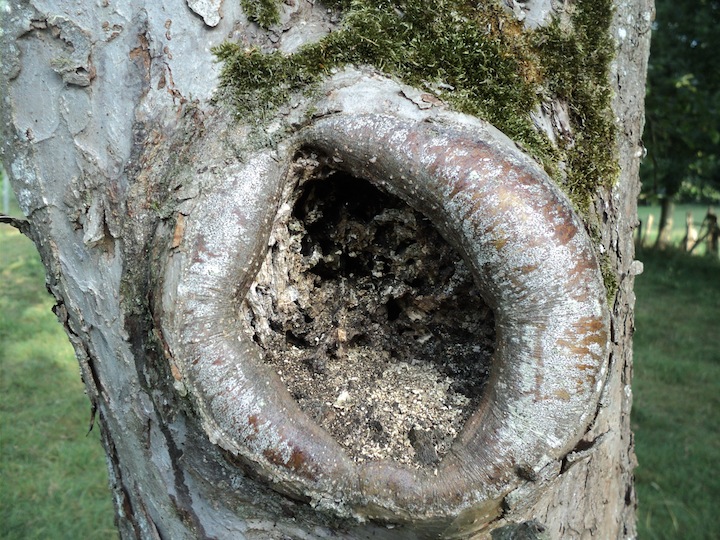 Le vieux pommier est remarquablement inapte à la cicatrisation rapide ce qui en fait un tronc creux à humus irremplaçable en quelques décennies, beaucoup plus rapidement que n'importe quel arbre forestier. Ici, les insectes saproxylophages sont déjà en place...