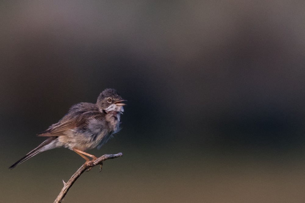 2.jpg (372.51 Kio) Vu 18105 fois Fauvette grisette