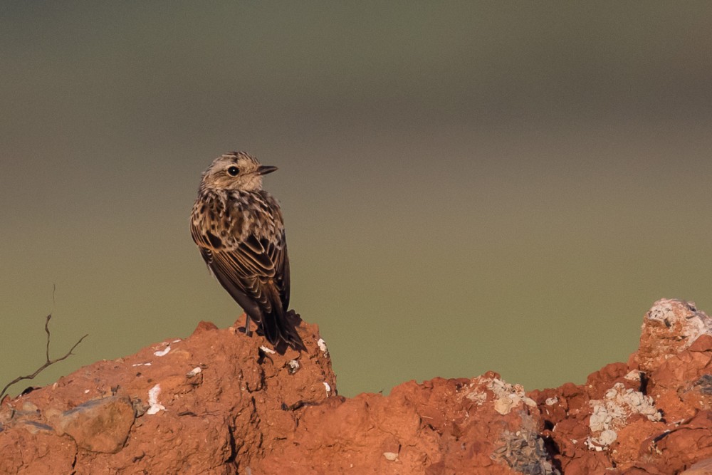 3.jpg (333.84 Kio) Vu 18105 fois Jeune tarier des prés dans les marais