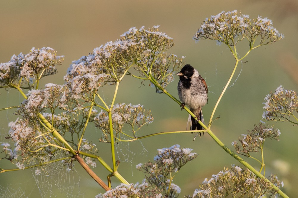 5.jpg (337.6 Kio) Vu 18105 fois Bruant mâle savourant le soleil