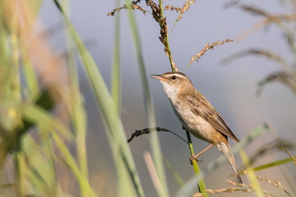 Phragmite des joncs