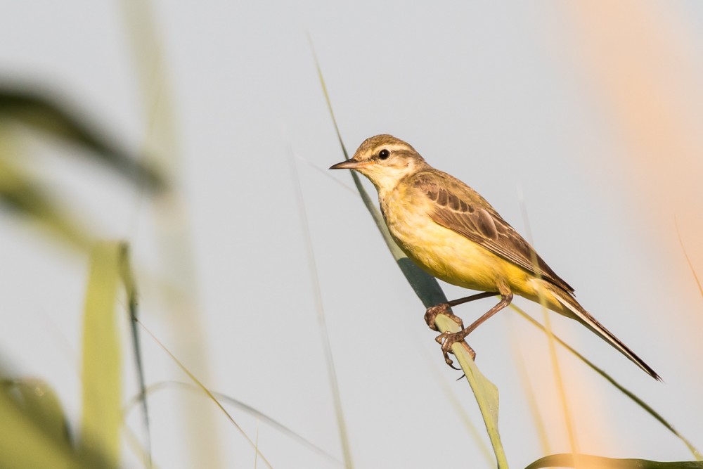 7.jpg (275.09 Kio) Vu 18105 fois Bergeronnette flavéole