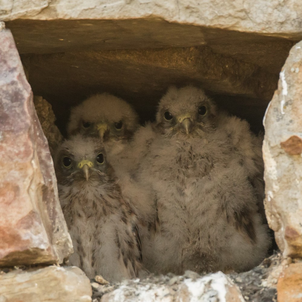 Trois jeunes faucons crécerelles, avec duvet, ils étaient encore plus nombreux dans le trou