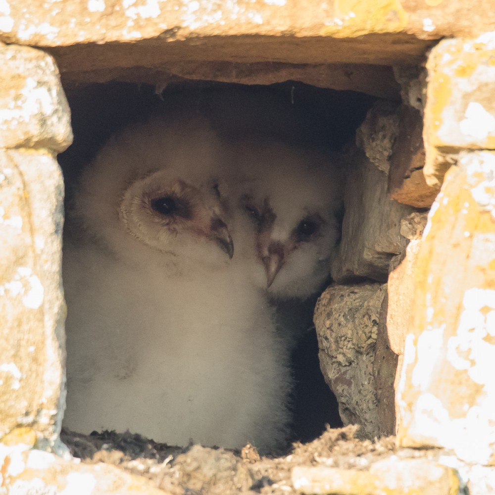 Les voisins, deux jeunes chouettes effraies