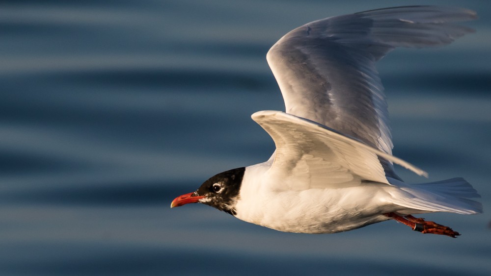 Mouette mélanocéphale baguée, elles sont revenues en nombre