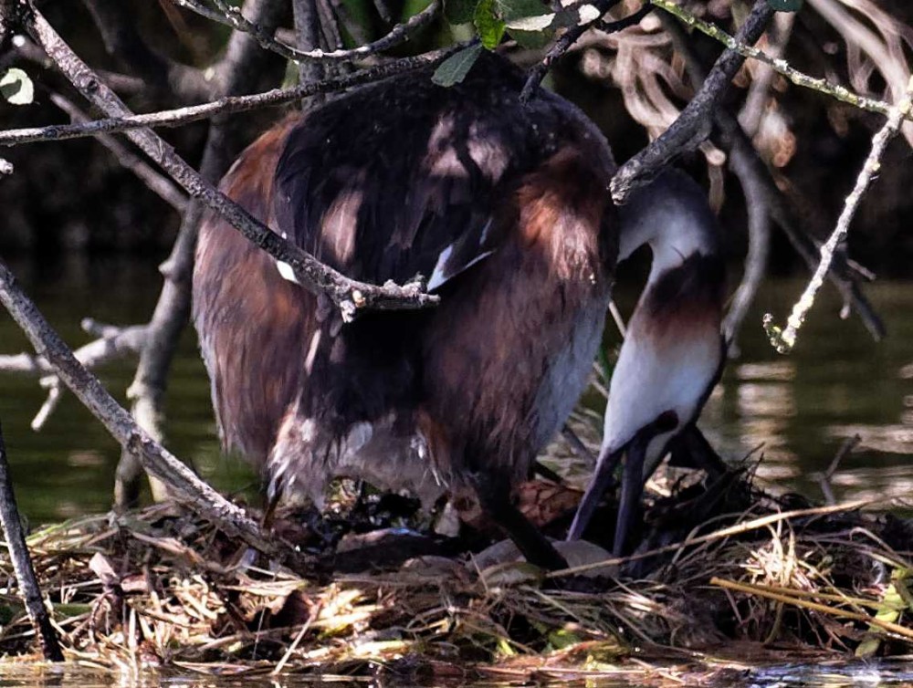 P7319754_DxO-002.jpg (136.87 Kio) Vu 22329 fois Retournement des oeufs