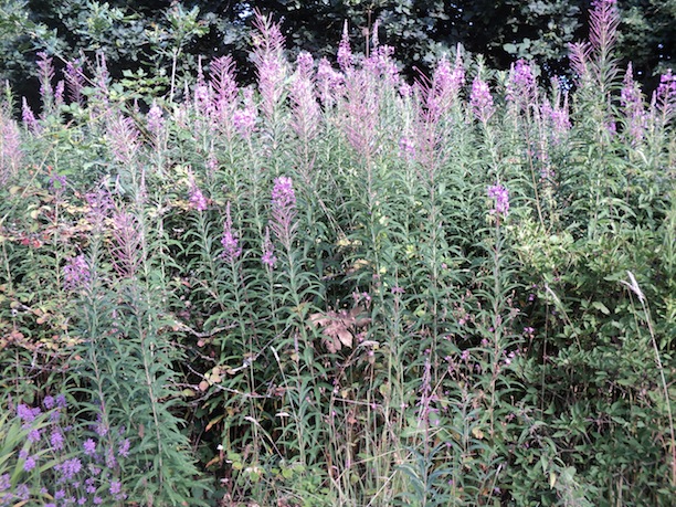 L'épilobe en épi se la joue &quot;plante décorative&quot;, pour le plus grand plaisir des abeilles locales.