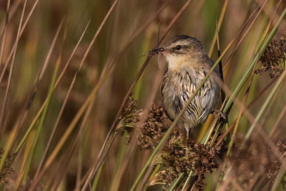 11.jpg (389.27 Kio) Vu 17977 fois Un indice pour l'atlas, avec ce phragmite à Urville