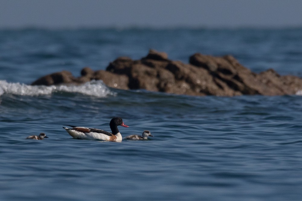 12.jpg (268.91 Kio) Vu 17977 fois Un autre indice au Cap de la Hague, avec la famille tadorne