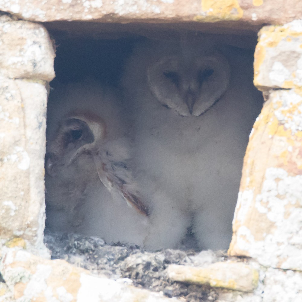 13.jpg (288.42 Kio) Vu 17977 fois Les effraies commencent à perdre leur duvet