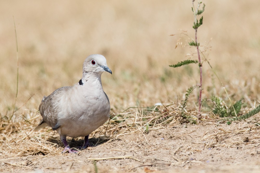 14.jpg (354.81 Kio) Vu 17977 fois Tourterelle au port de Chantereyne à Cherbourg, avec une ambiance africaine