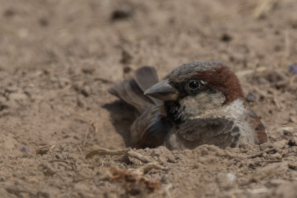 A défaut d'eau, bain de sable pour les moineaux