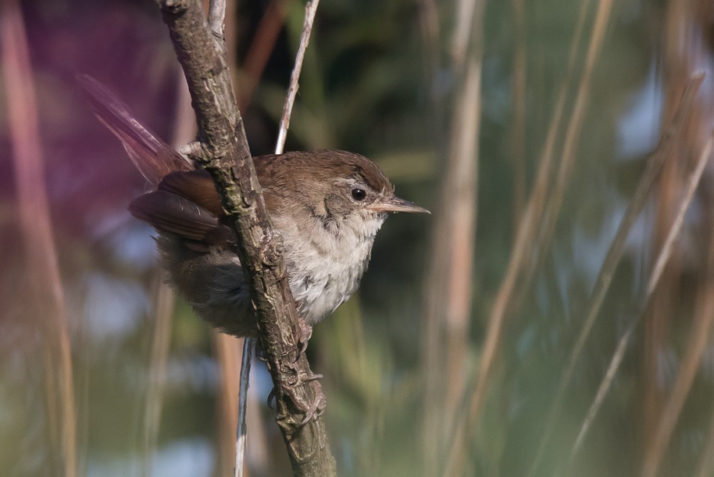 Bouscarle de Cetti