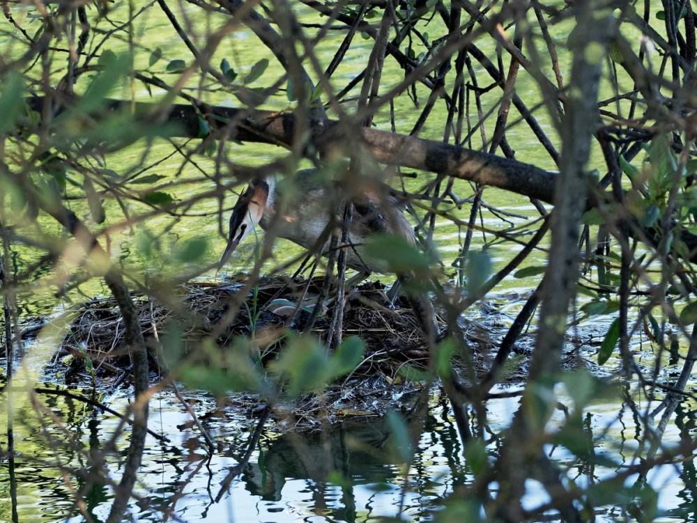 Le nid avec ses 3 oeufs vu à 6m de distance à travers les branches. 5/12/2018