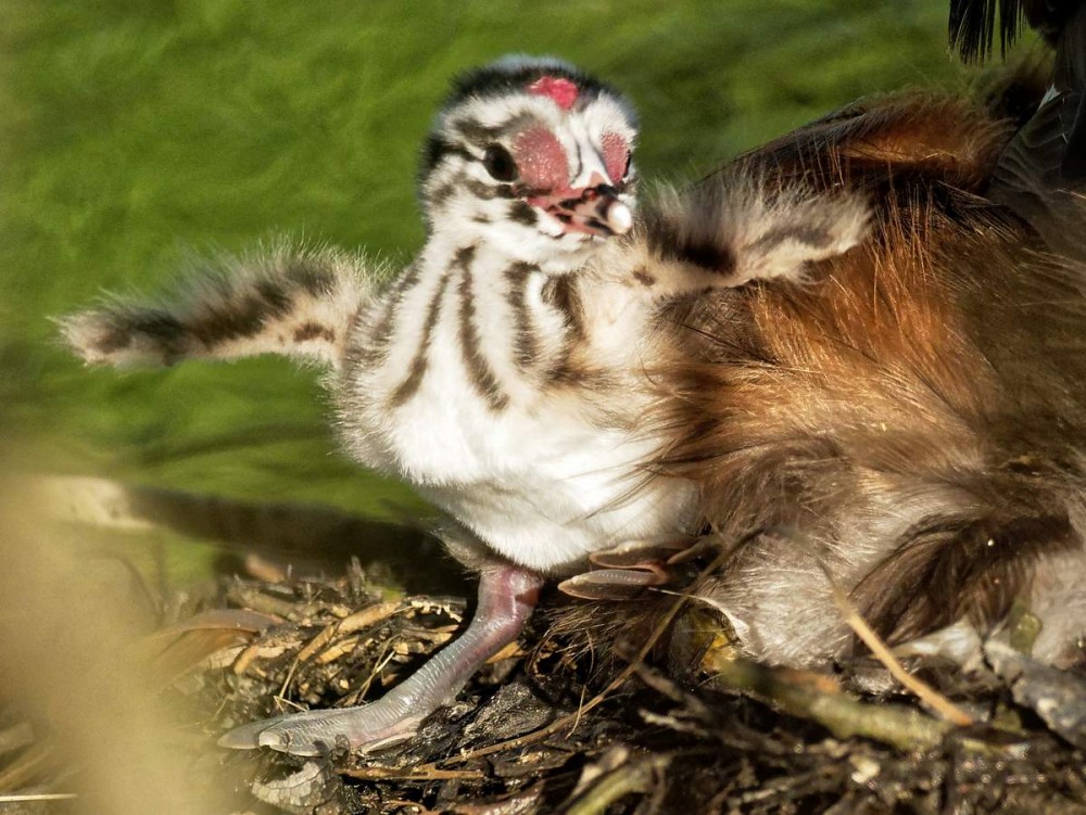 P8142192_DxO.jpg (162.92 Kio) Vu 22736 fois Quand je serai grand je serai chef d'escadrille. 14-08-2018