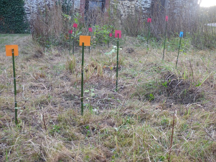 Tri en cours : aubépines (orange), prunellier (bleu), chêne (rouge)
