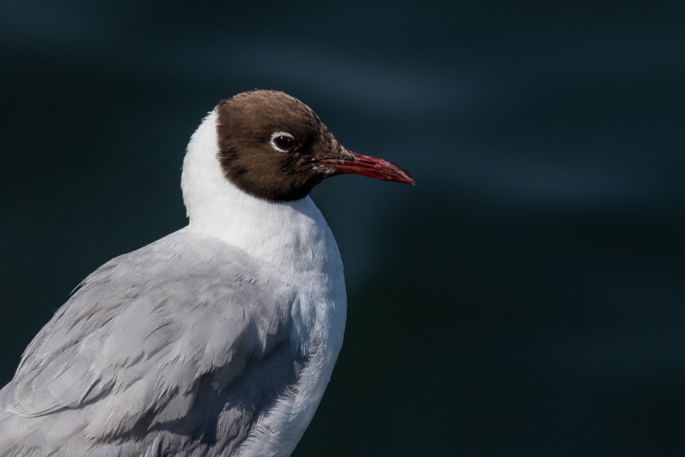 Mouette rieuse au port de Cherbourg