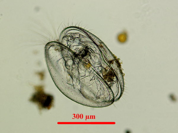 Les ostracodes (classe des Ostracoda) sont des crustacés microscopiques marins ou d’eau douce. Le corps est protégé par une coquille bivalve ouverte ventralement.