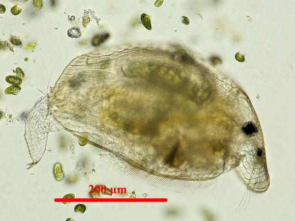 Graptoleberis testudinaria (FISCHER, 1848) est un cladocère (puce d’eau) de la famille des Chydoridae. L’espèce est commune dans les biotopes riches en macrophytes immergés (ici les racines des lentilles d’eau). Il se nourrit de petites particules du périphyton, c'est-à-dire la biocénose établie autour des végétaux immergés.
