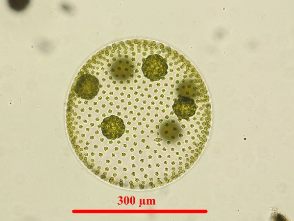 Volvox aureus EHRENBERG, 1832 est une algue verte (Chlorophyta Volvocales) qui forme en colonies sphériques formées de nombreux individus unicellulaires. On peut le trouver dans des eaux riches en nitrates.