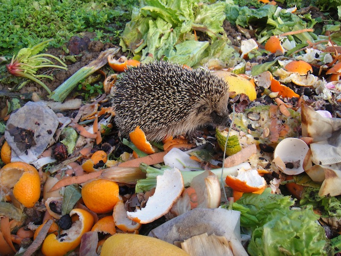 hérisson en hiver .JPG