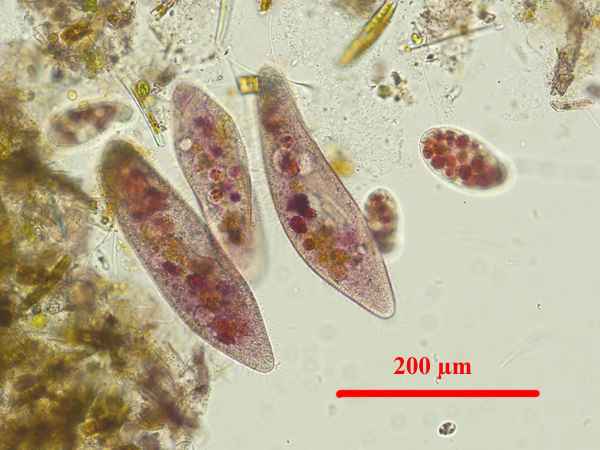 Les paramécies (genre Paramecium) sont des protozoaires ciliés fréquents autrefois en eaux douces riches en macrophytes et en débris végétaux.  Ici les spécimens ont été colorés avec du rouge neutre, un colorant vital. Il est plus rare de les observer à présent.