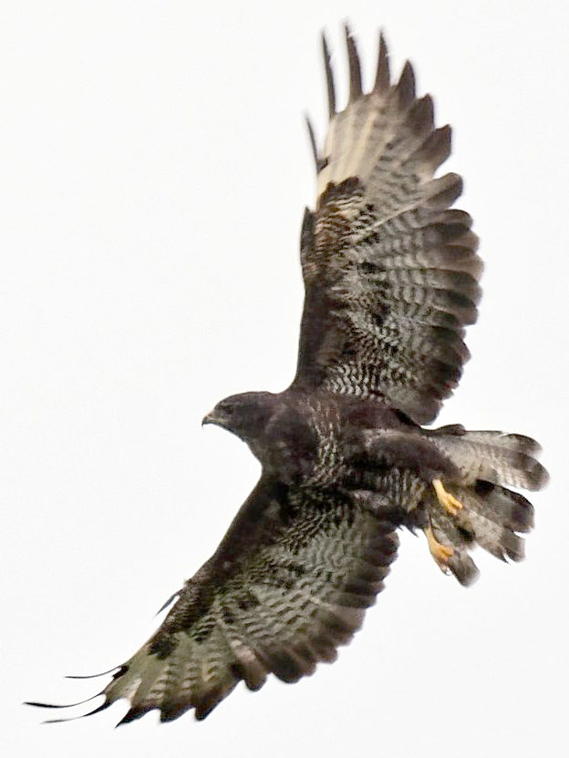 Buse prenant son envol. 8/9/2018 19h46