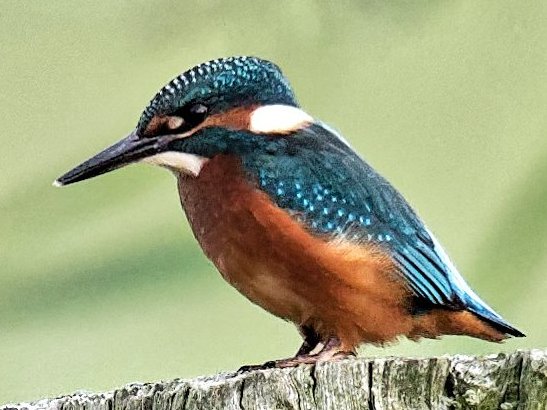 Le mythique martin pêcheur de Blonville. 8/9/2018 19h19