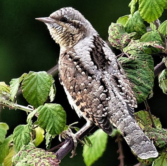 Torcol fourmilier. Blonville le 8/9/2018 19h05