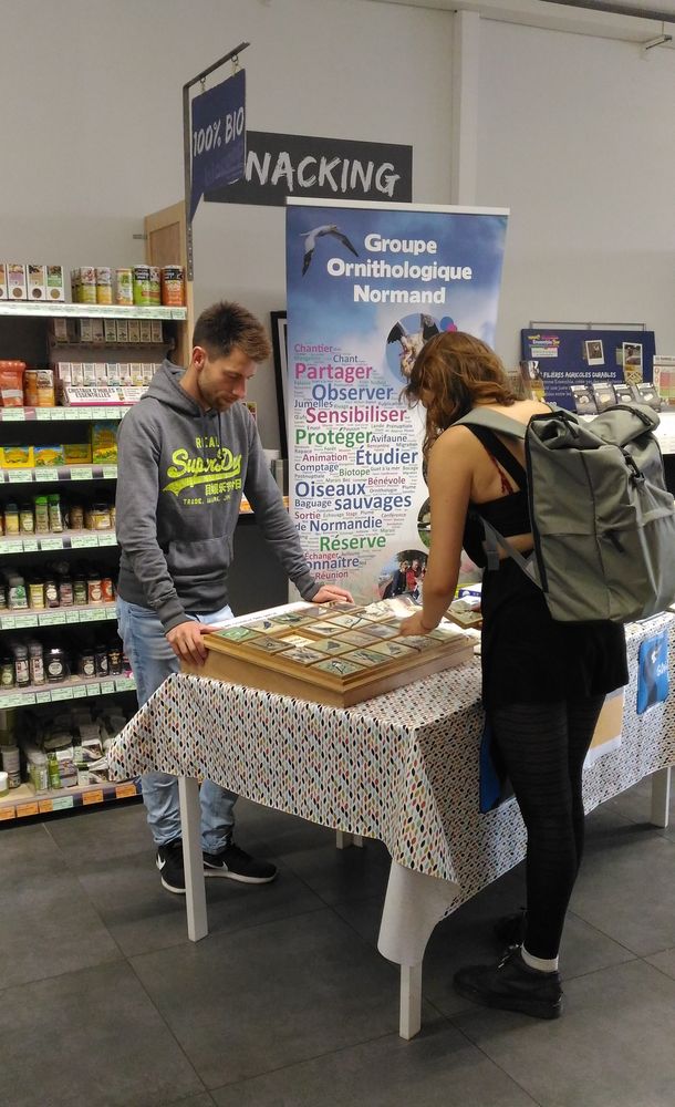 Pas toujours facile à identifier les oiseaux communs!