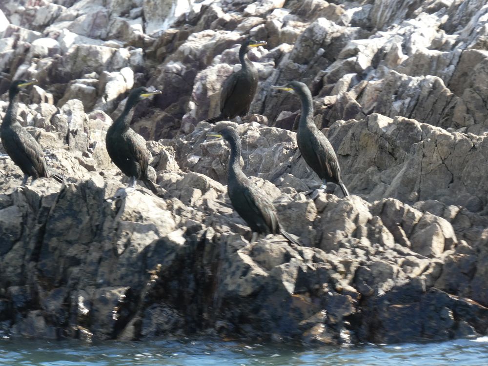 Comité d'accueil. Le cormoran huppé de droite est bagué. Il a été bagué adulte dans le fort en 2017, nicheur au même endroit en 2018.