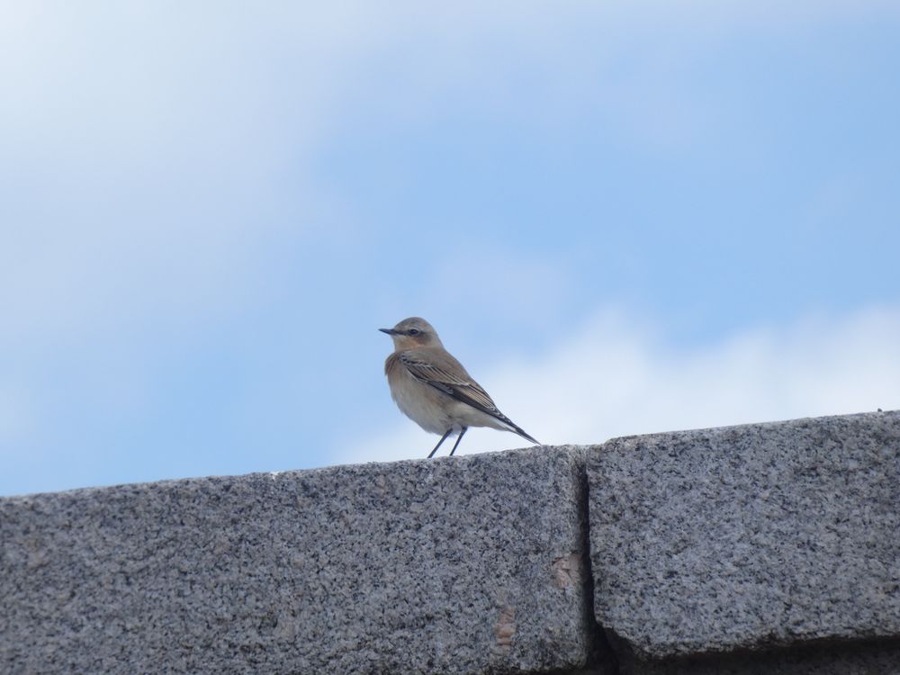 Traquet motteux sur le fort. D'autres passereaux ont été notés pendant la visite : fauvette grisette, hirondelle rustique en vol, bergeronnette grise, chardonneret élégant et une vingtaine de moineaux.