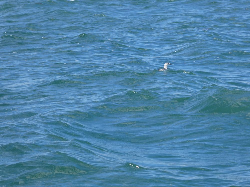 Cerise sur le gâteau en repartant : le guillemot à miroir en plumage d'hiver. Troisième observation de l'année.