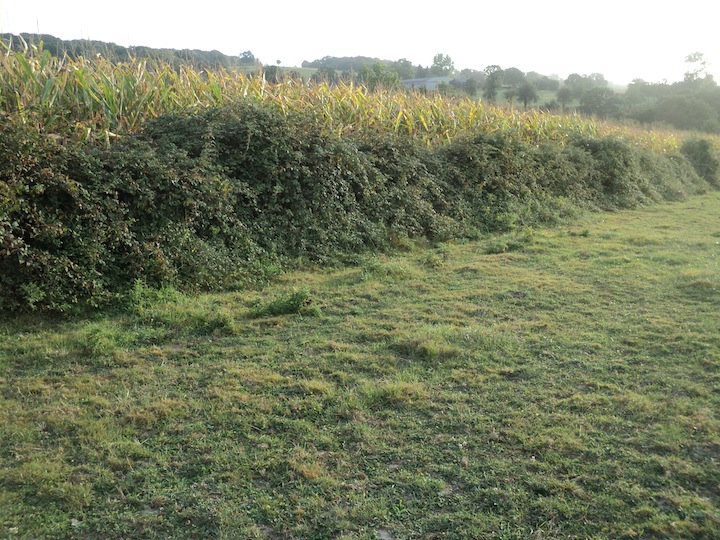 Etat actuel de la clôture de ronce &quot;naturelle&quot; doublant le ronce &quot;artificielle&quot; de barbelés.