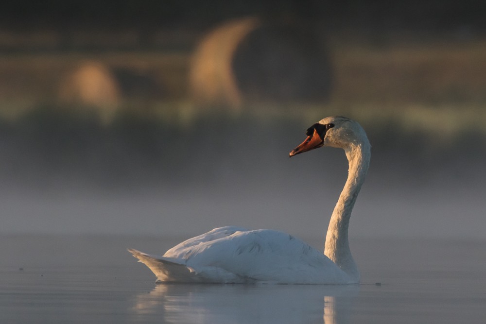 Cygne à la Prairie de Caen, au petit matin