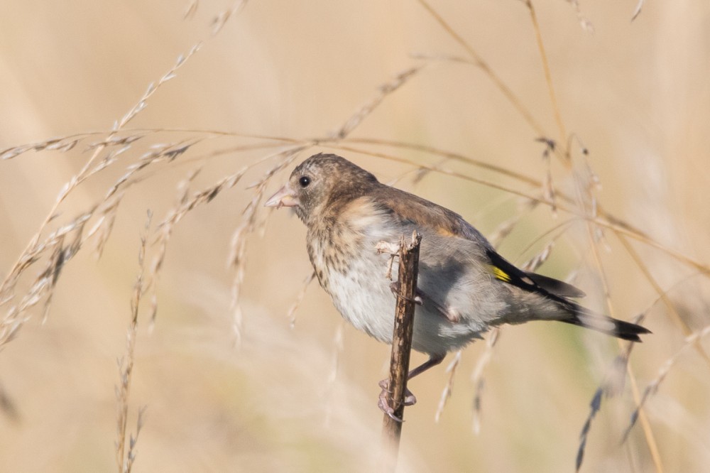 et un jeune chardonneret